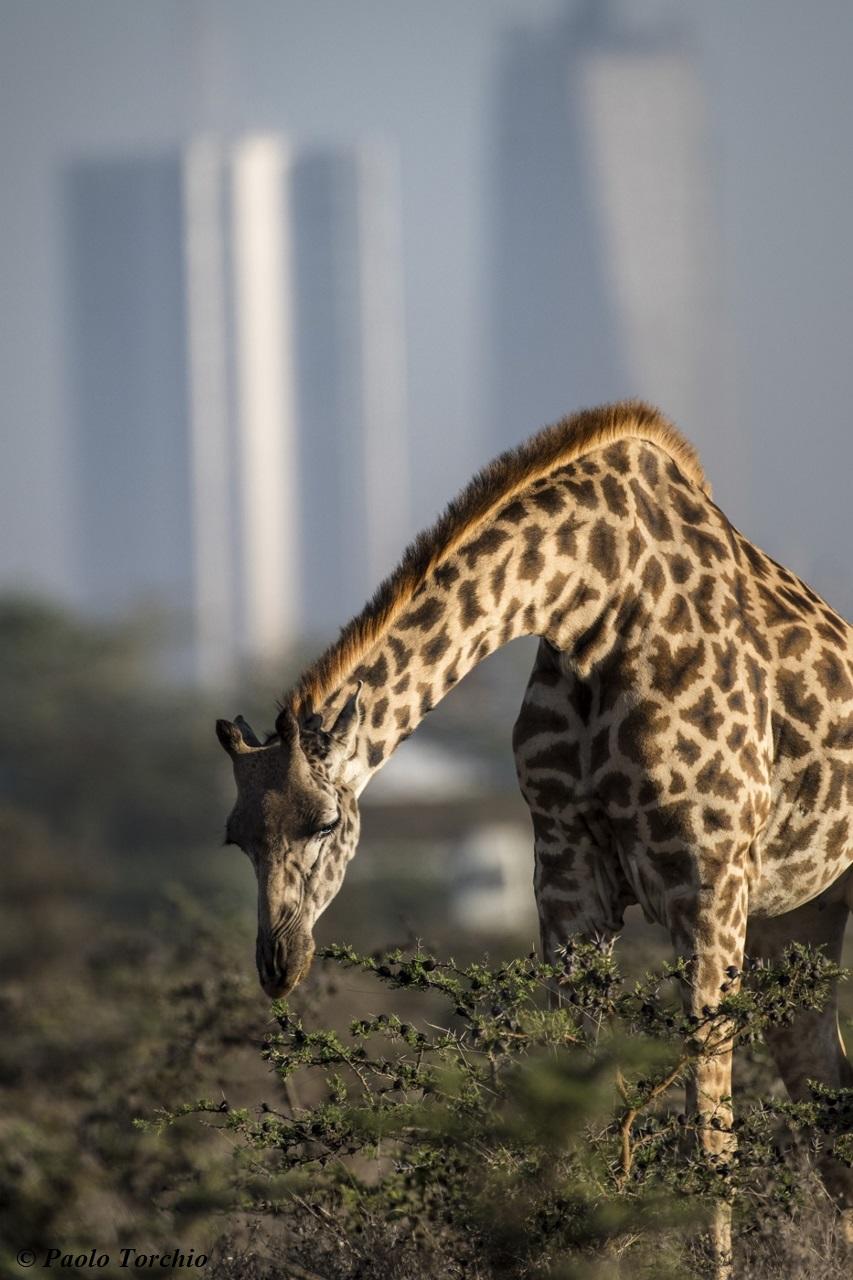 Experiences Whilst Staying at Nairobi Tented Camp gallery image 14