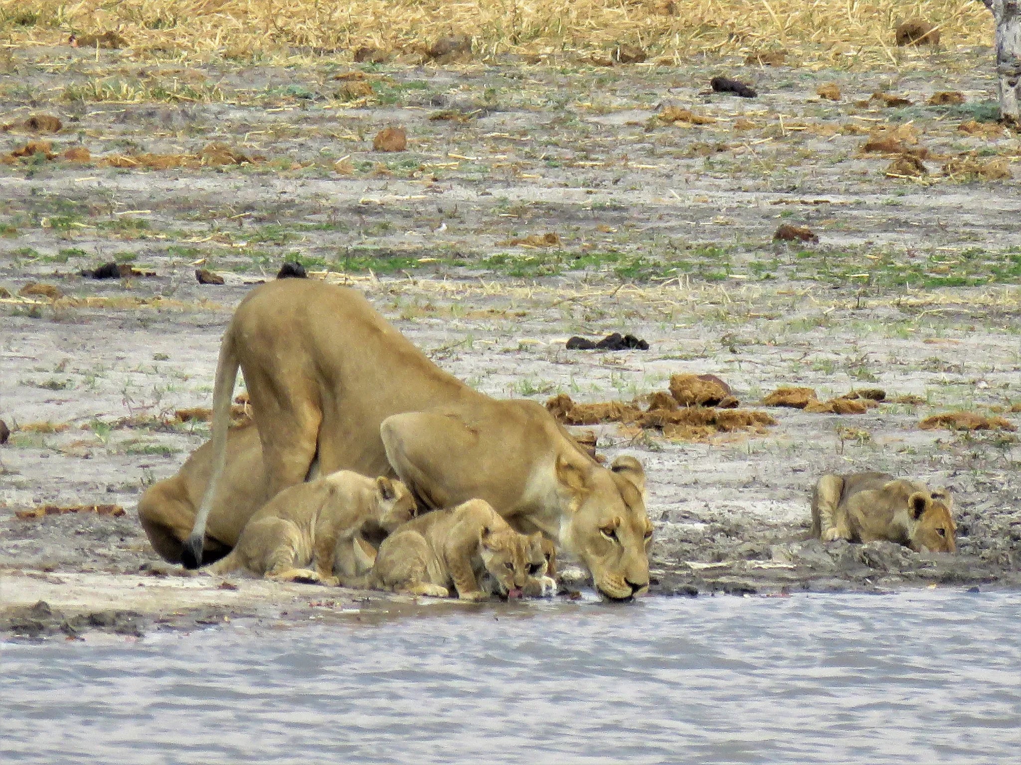 Nogatsaa Pans at Nogatsaa Pans Chobe Lodge, Nogatsaa - Chobe National Park, Botswana.