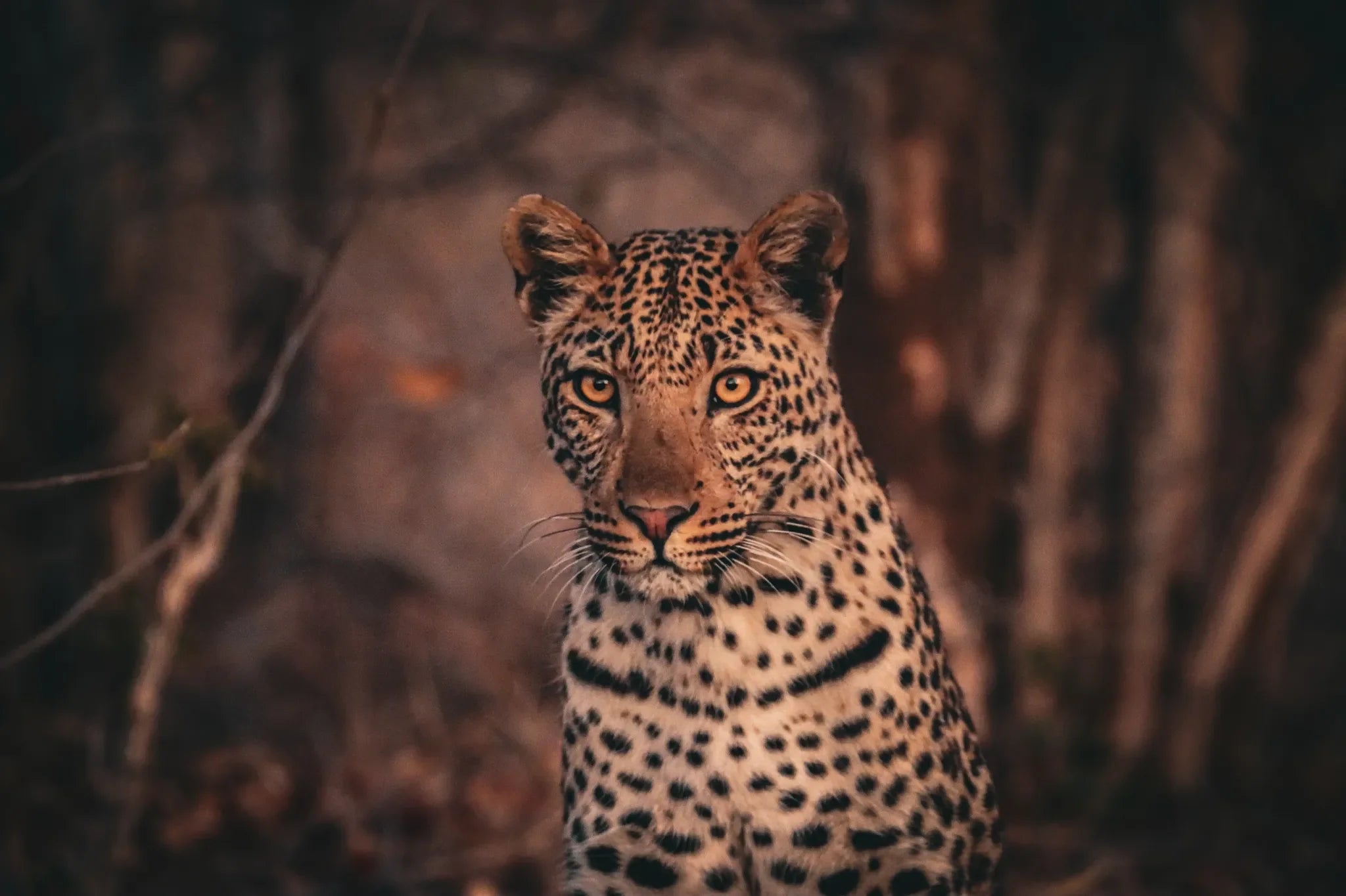 Nogatsaa Pans at Nogatsaa Pans Chobe Lodge, Nogatsaa - Chobe National Park, Botswana.