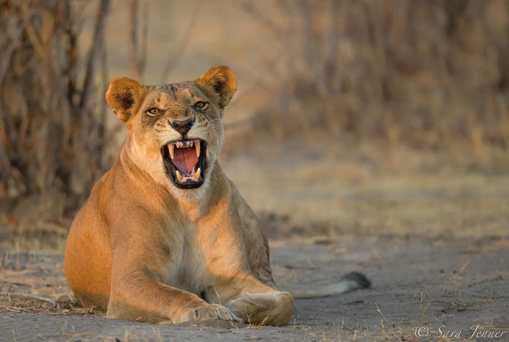 Nogatsaa Pans at Nogatsaa Pans Chobe Lodge, Nogatsaa - Chobe National Park, Botswana.