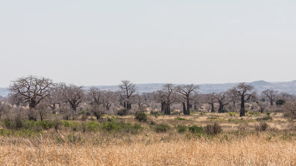 Baobabs dominate the horizon - this is epic walking country at Nomad Tanzania Expeditionary Walking Camp [Jul-Oct] , Ruaha...