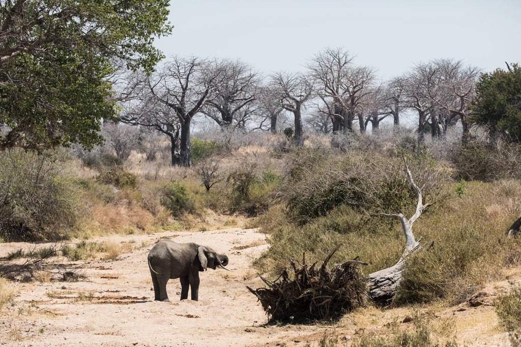Dry riverbeds and giants along the way at Nomad Tanzania Expeditionary Walking Camp [Jul-Oct] , Ruaha National Park, Tanza...