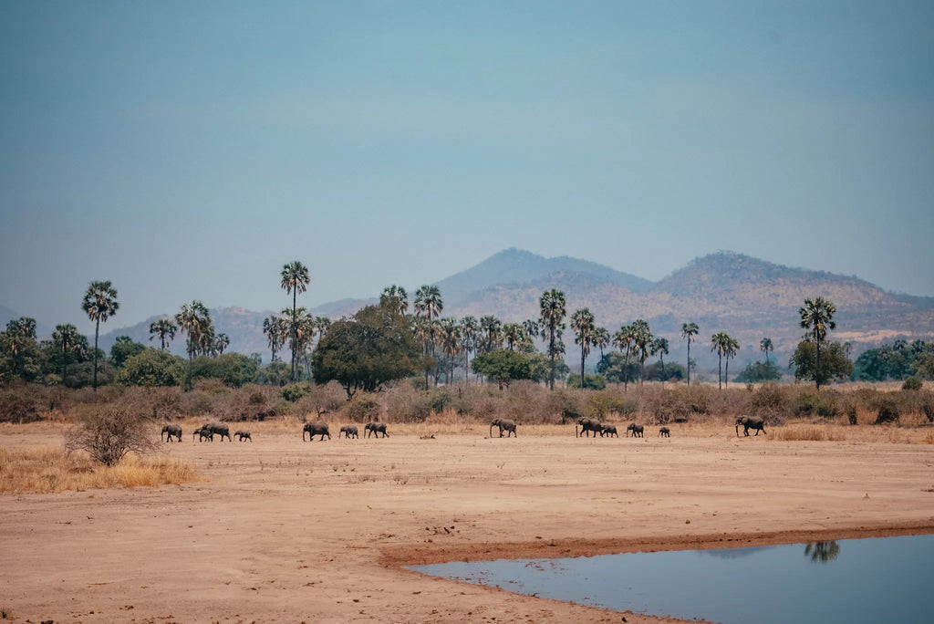 The famous Ruaha landscapes at Nomad Tanzania Expeditionary Walking Camp [Jul-Oct] , Ruaha National Park, Tanzania.