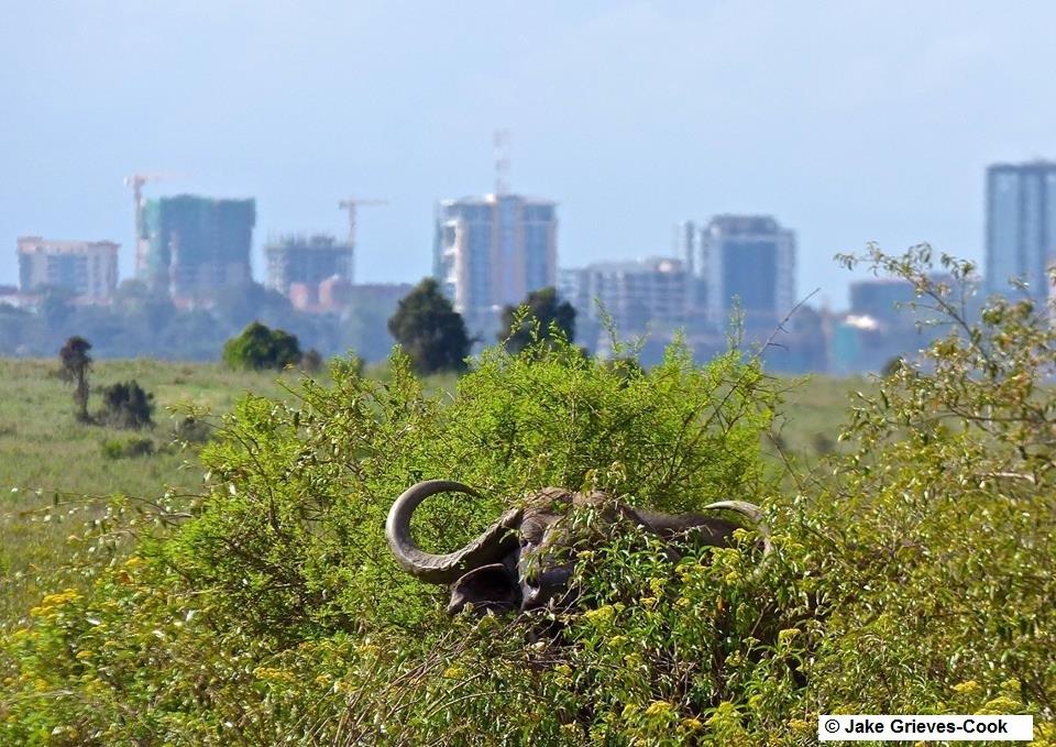 Experiences Whilst Staying at Nairobi Tented Camp gallery image 10