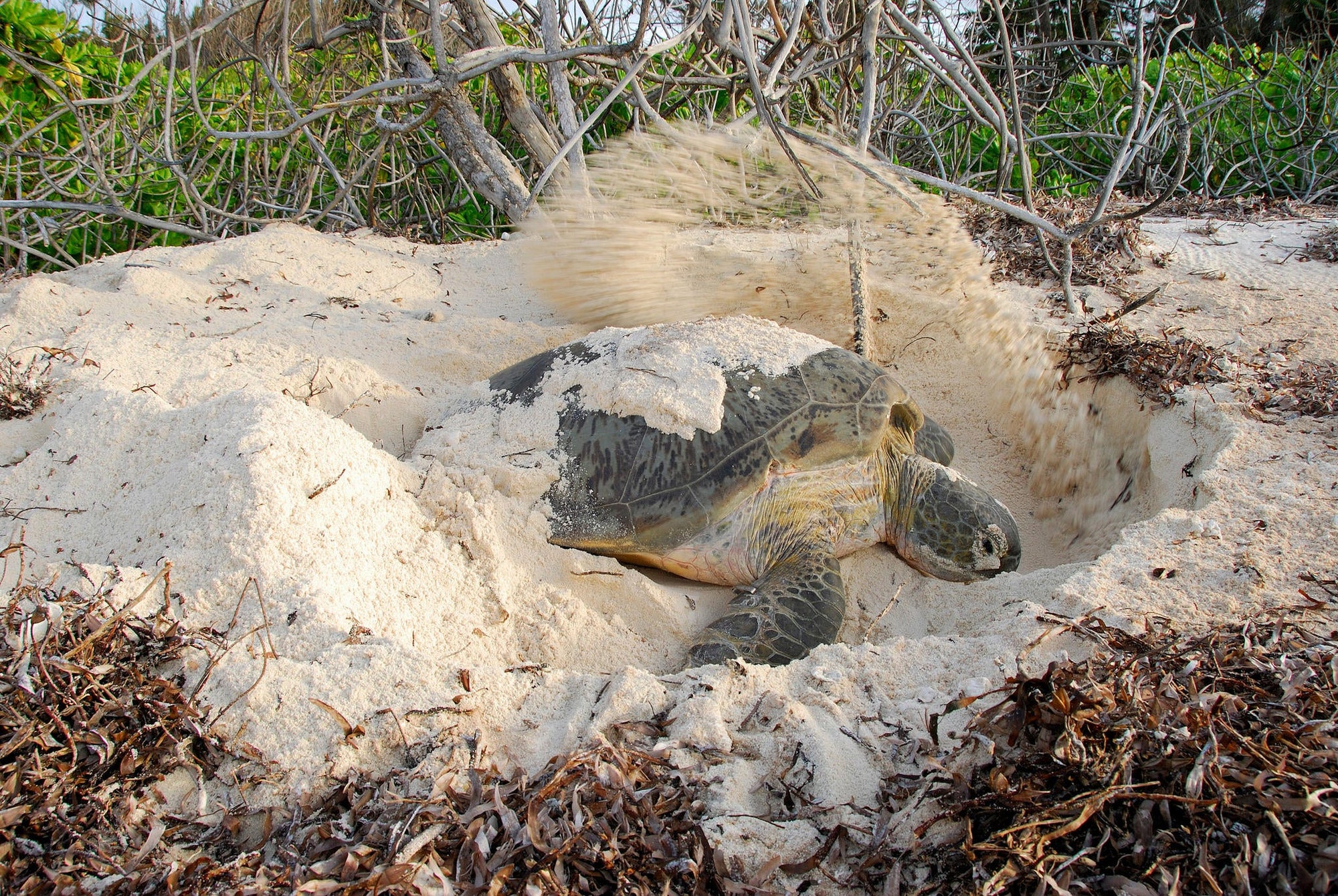 Green turtle nesting adventure (Included) gallery image 3