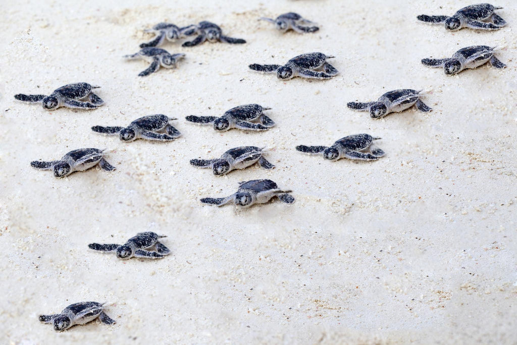 Green turtle nesting adventure (Included) gallery image 1