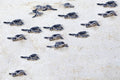 Green turtle nesting adventure (Included) gallery image 1