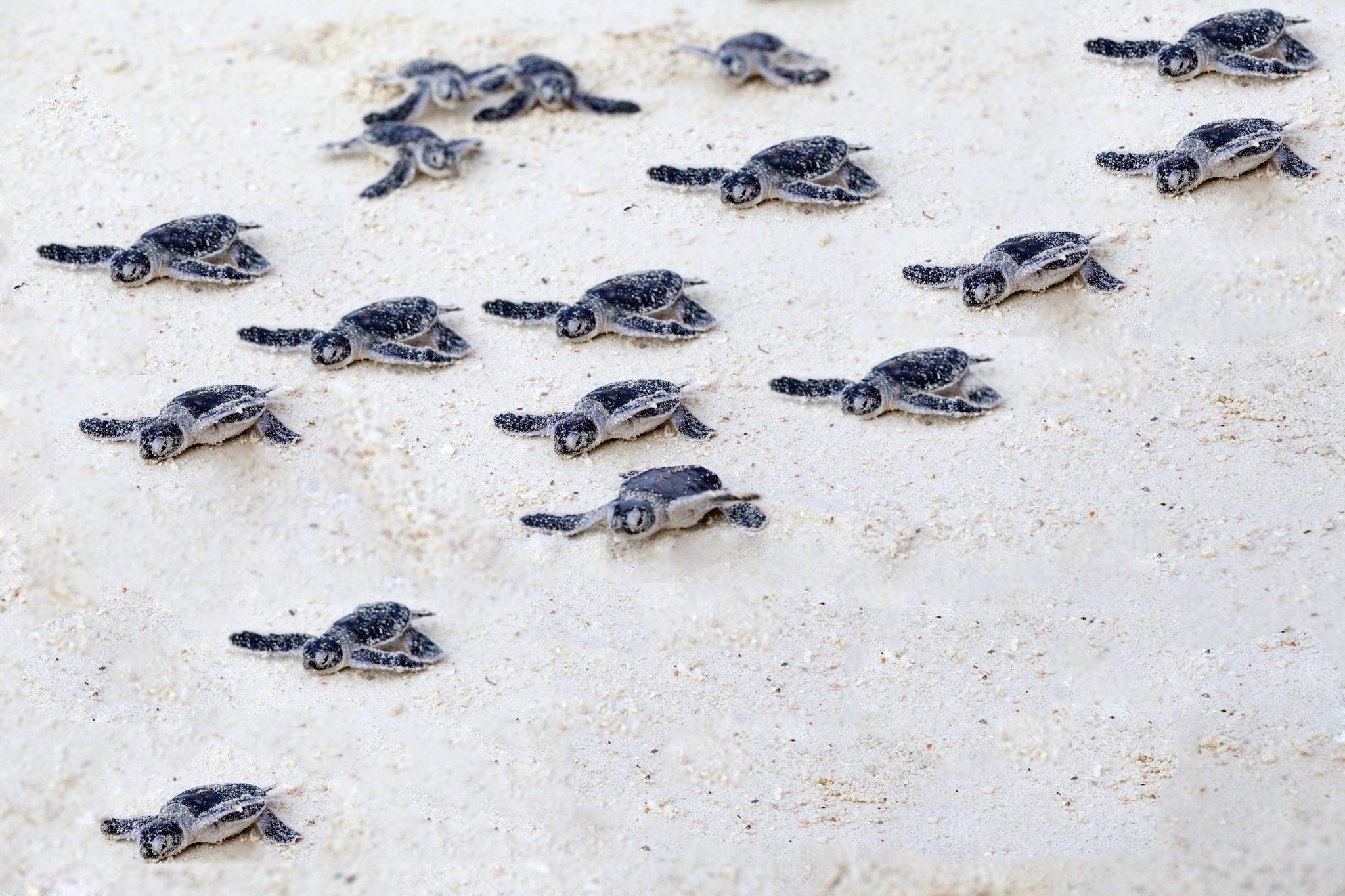 Green turtle nesting adventure (Included)