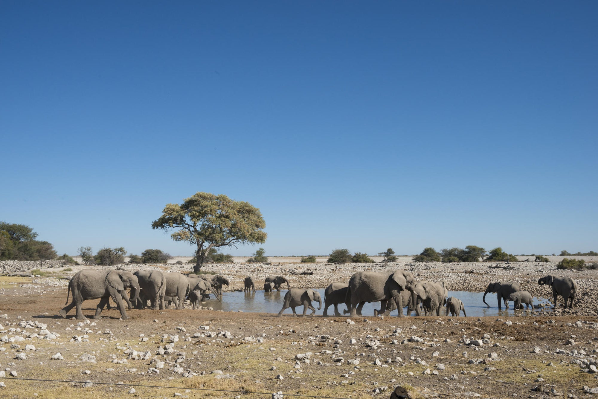 Anderssons at Ongava - Excursions into Etosha National Park gallery image 3