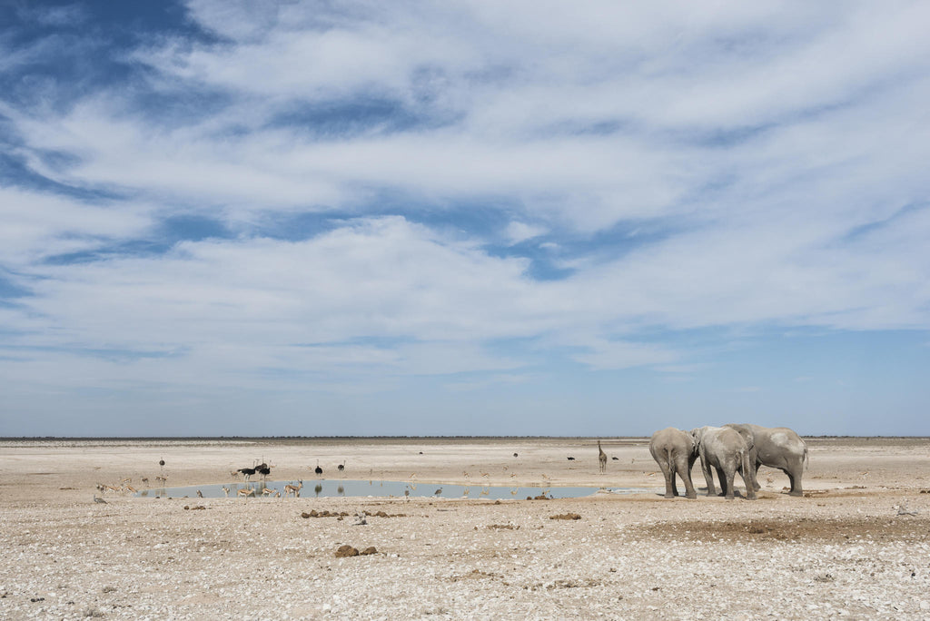Anderssons at Ongava - Excursions into Etosha National Park gallery image 2