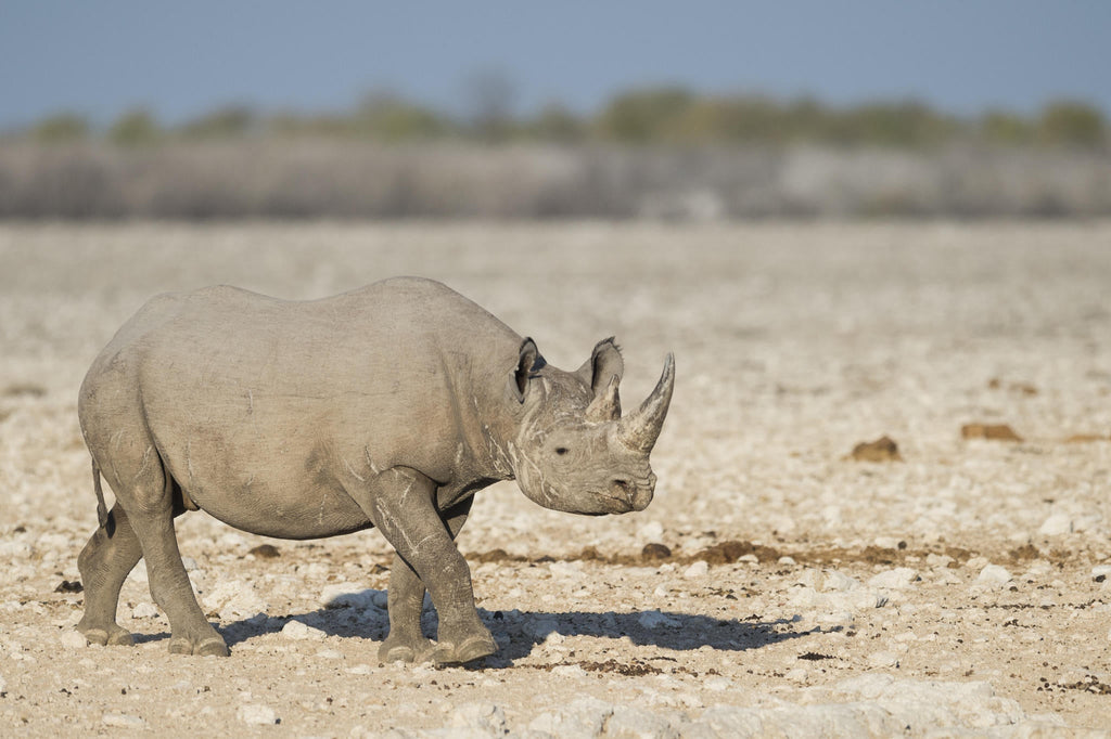 Anderssons at Ongava - Excursions into Etosha National Park gallery image 1