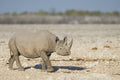 Anderssons at Ongava - Excursions into Etosha National Park gallery image 1