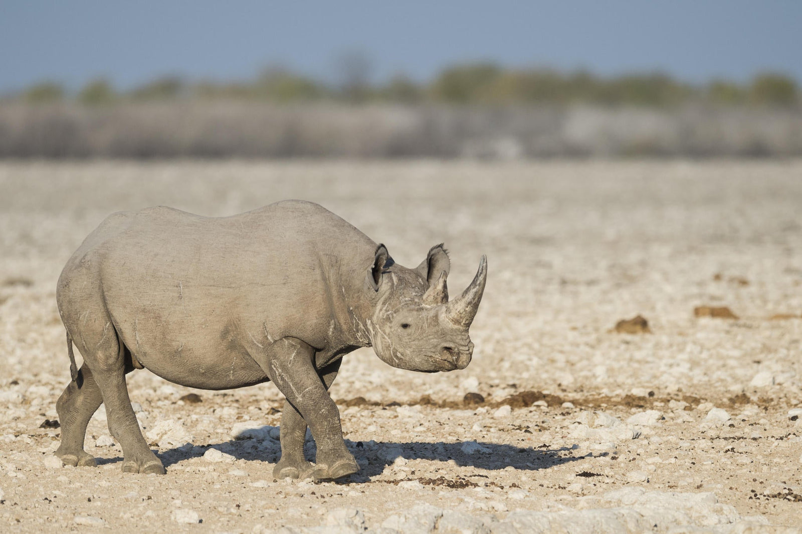 Anderssons at Ongava - Excursions into Etosha National Park