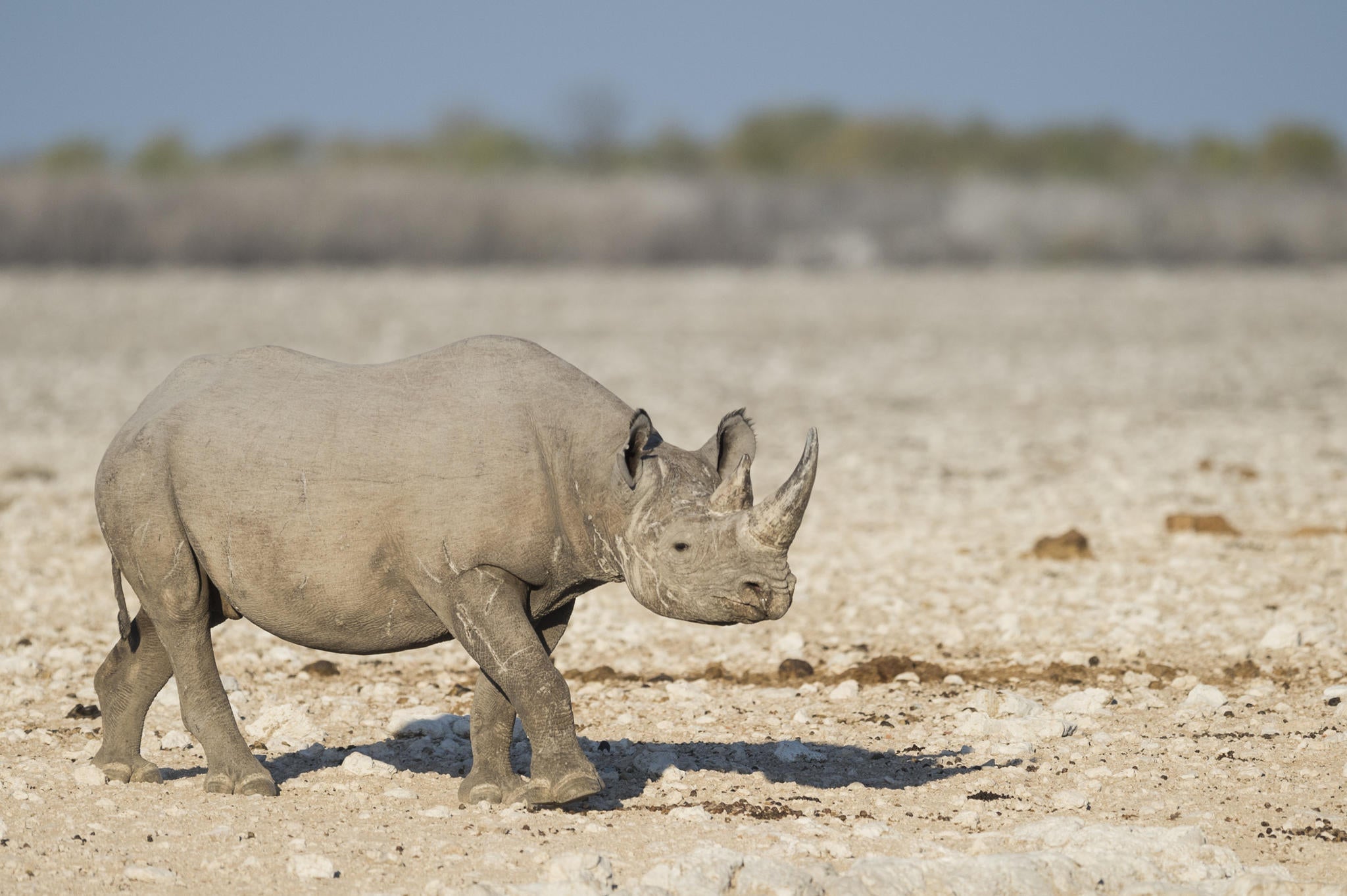 Anderssons at Ongava - Excursions into Etosha National Park