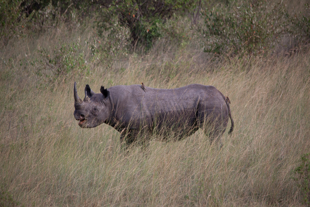 Game Drives Day / Night gallery image 5