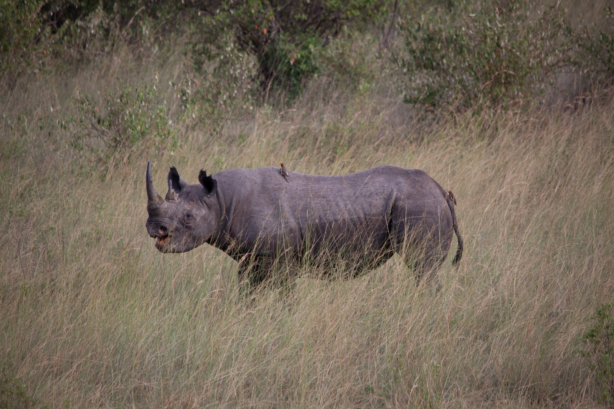 Game Drives Day / Night gallery image 5