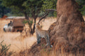 LEOPARD TRACKING gallery image 1