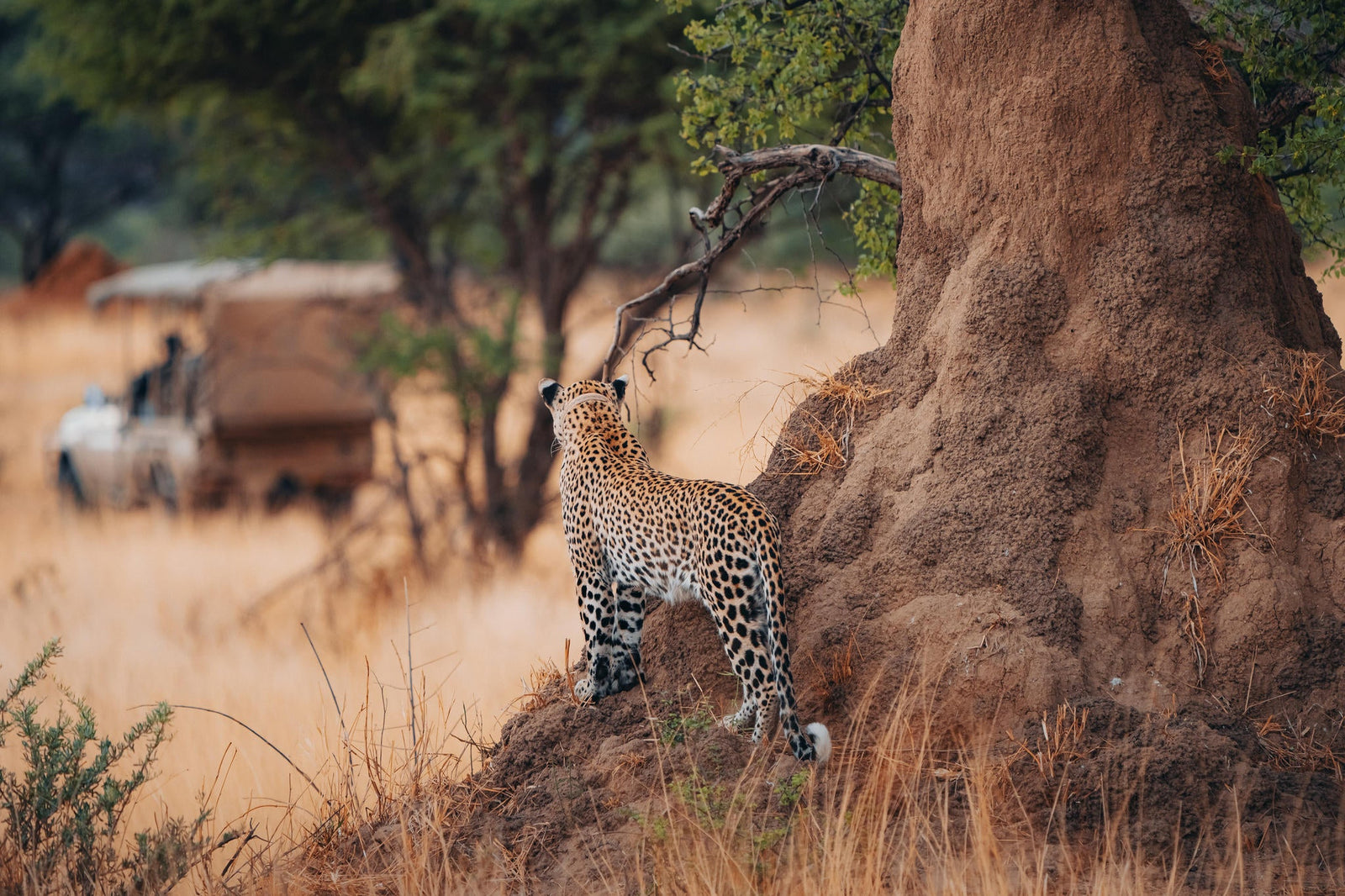 LEOPARD TRACKING