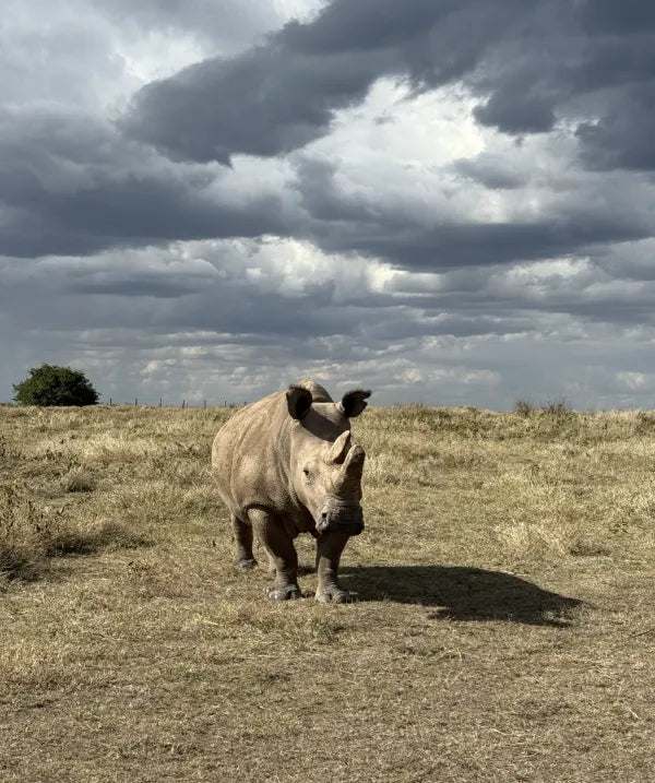 Asilia Ol Pejeta Bush Camp - Rhino at Ol Pejeta Bush Camp, Ol Pejeta Conservancy, Kenya.