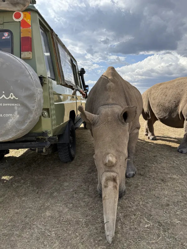 Asilia Ol Pejeta Bush Camp - Rhino experience at Ol Pejeta Bush Camp, Ol Pejeta Conservancy, Kenya.