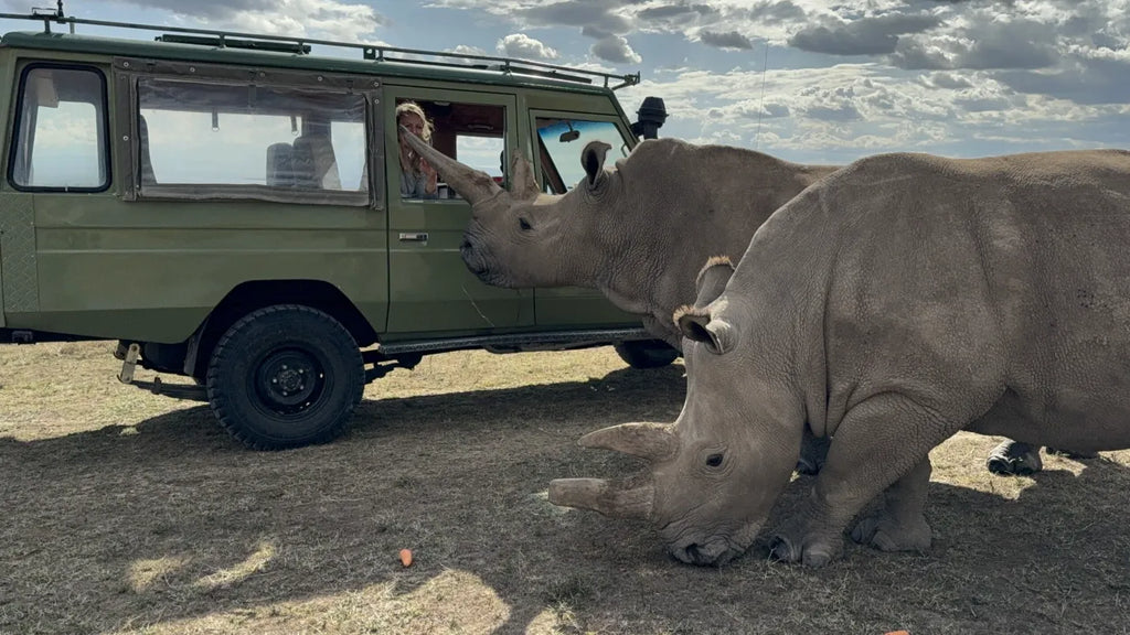 Asilia Ol Pejeta Bush Camp - Rhino experience at Ol Pejeta Bush Camp, Ol Pejeta Conservancy, Kenya.