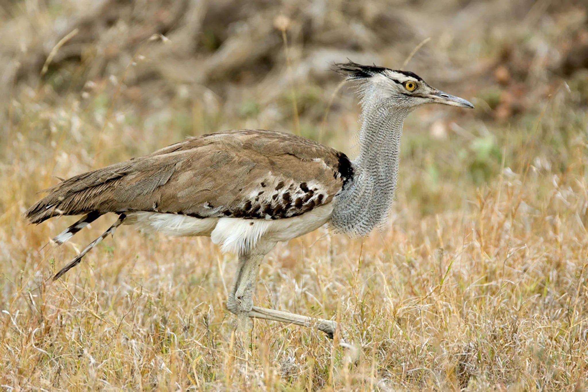 Olakira Camp - Bird at Olakira Migration Camp - North (Jun - Oct), Northern Serengeti, Tanzania.