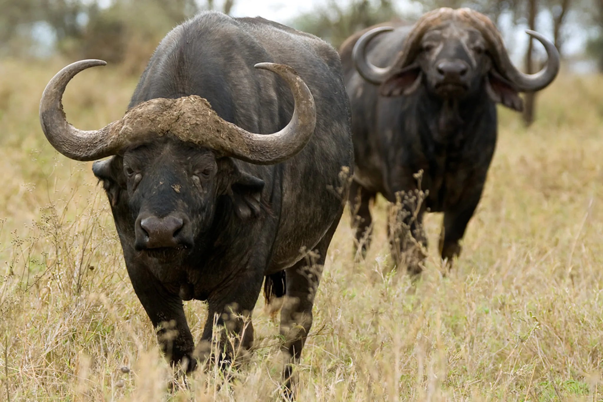 Olakira Camp - Buffalo at Olakira Migration Camp - North (Jun - Oct), Northern Serengeti, Tanzania.