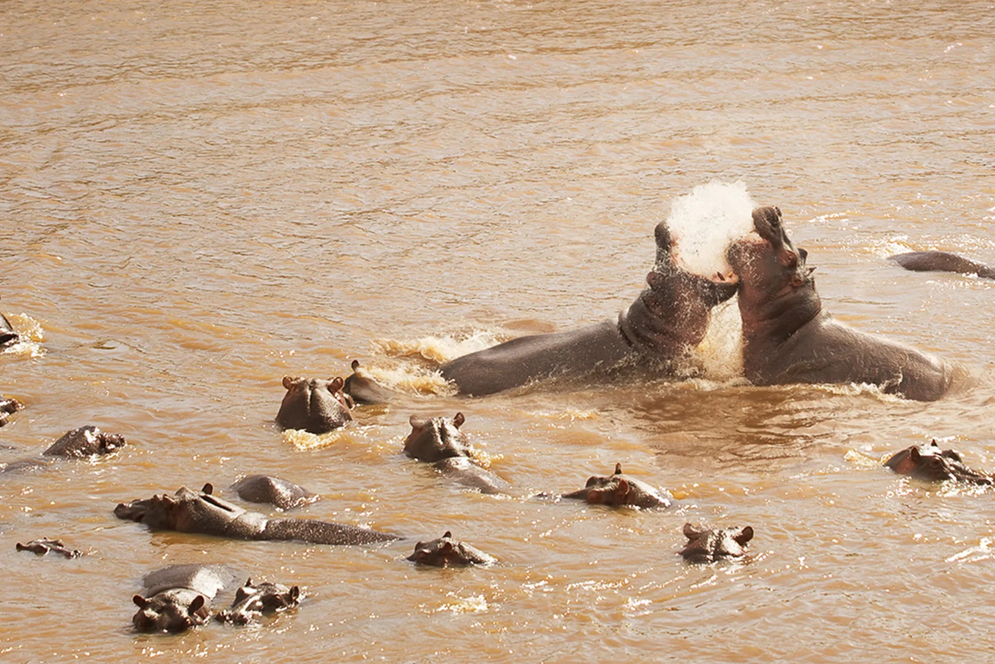 Olakira Camp - Hippos fighting at Olakira Migration Camp - South (Dec - Mar), Ndutu, Tanzania.