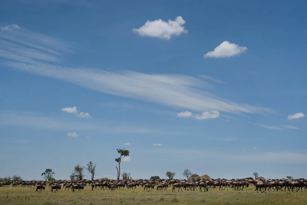Olakira Camp - The Great Migration at Olakira Migration Camp - South (Dec - Mar), Ndutu, Tanzania.