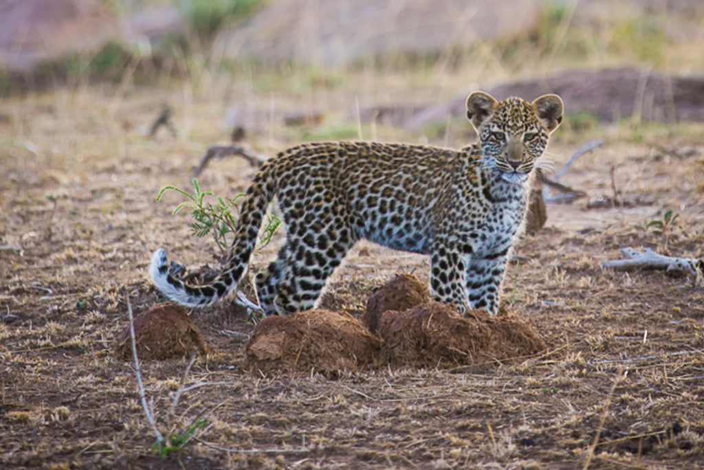 Olakira - Leopard at Olakira Migration Camp - South (Dec - Mar), Ndutu, Tanzania.