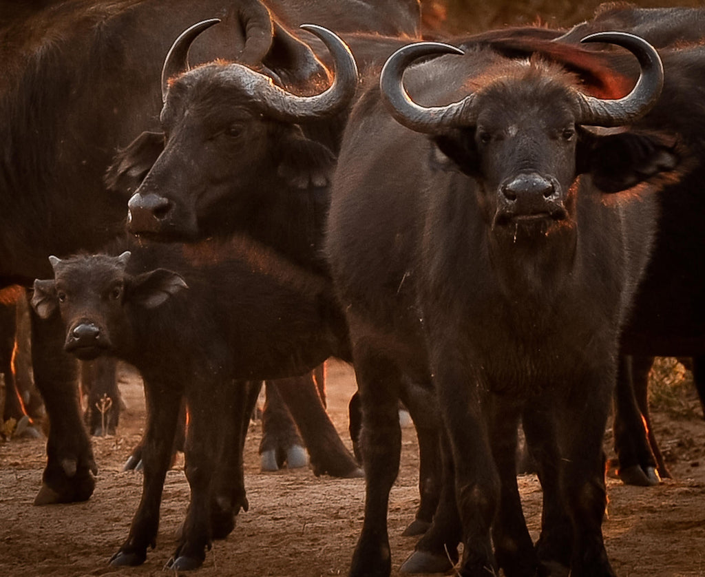 Morning or Afternoon Game Drive gallery image 4