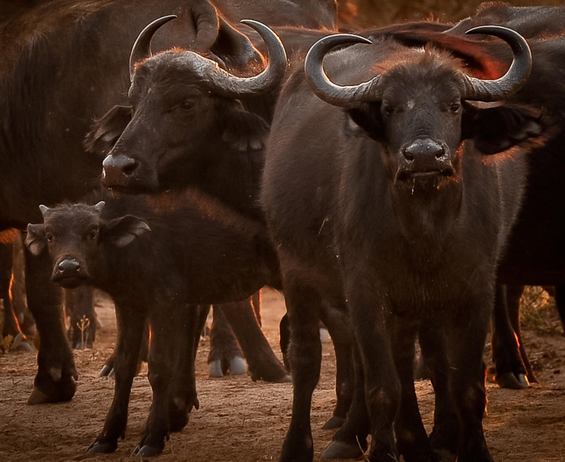 Morning or Afternoon Game Drive gallery image 4