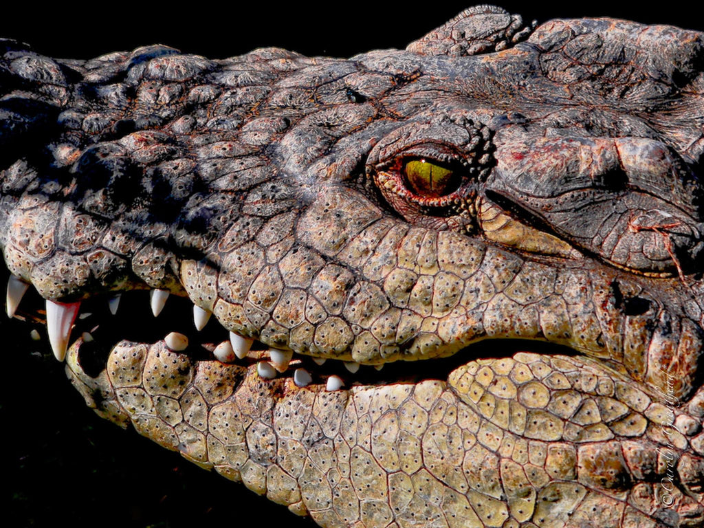 Morning or Afternoon River Safari gallery image 6