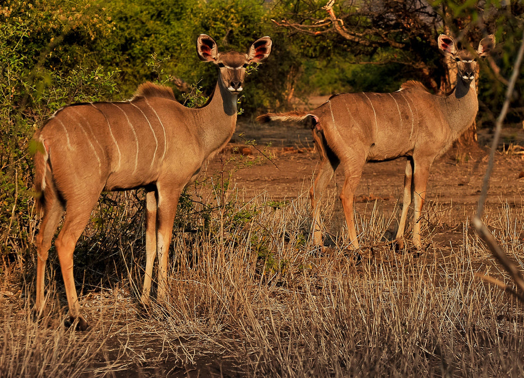 Morning or Afternoon Game Drive gallery image 6