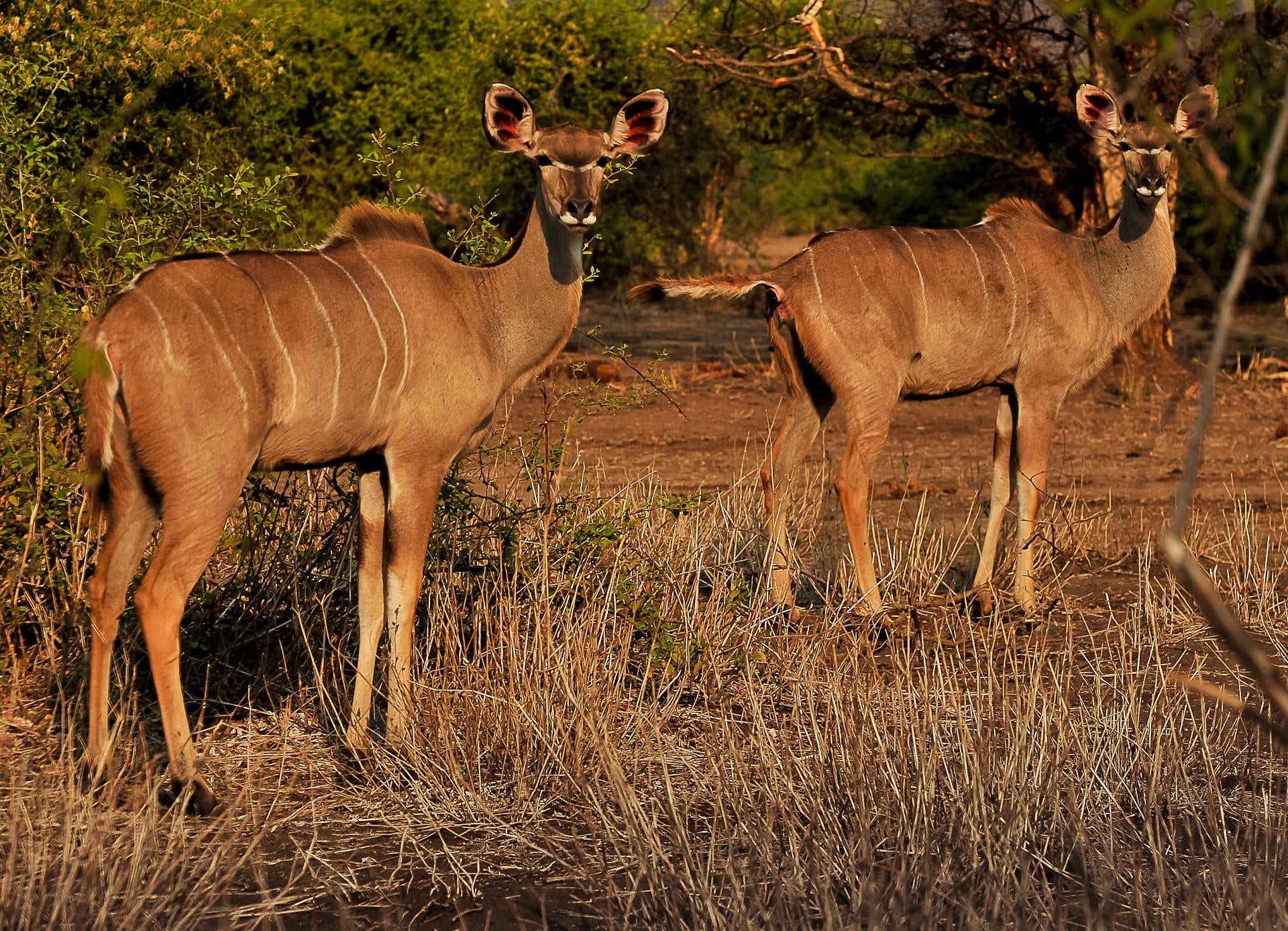 Morning or Afternoon Game Drive gallery image 6