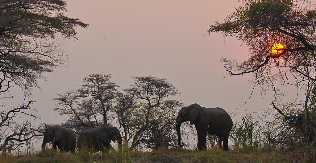 Morning or Afternoon Game Drive gallery image 1