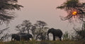 Morning or Afternoon Game Drive gallery image 1