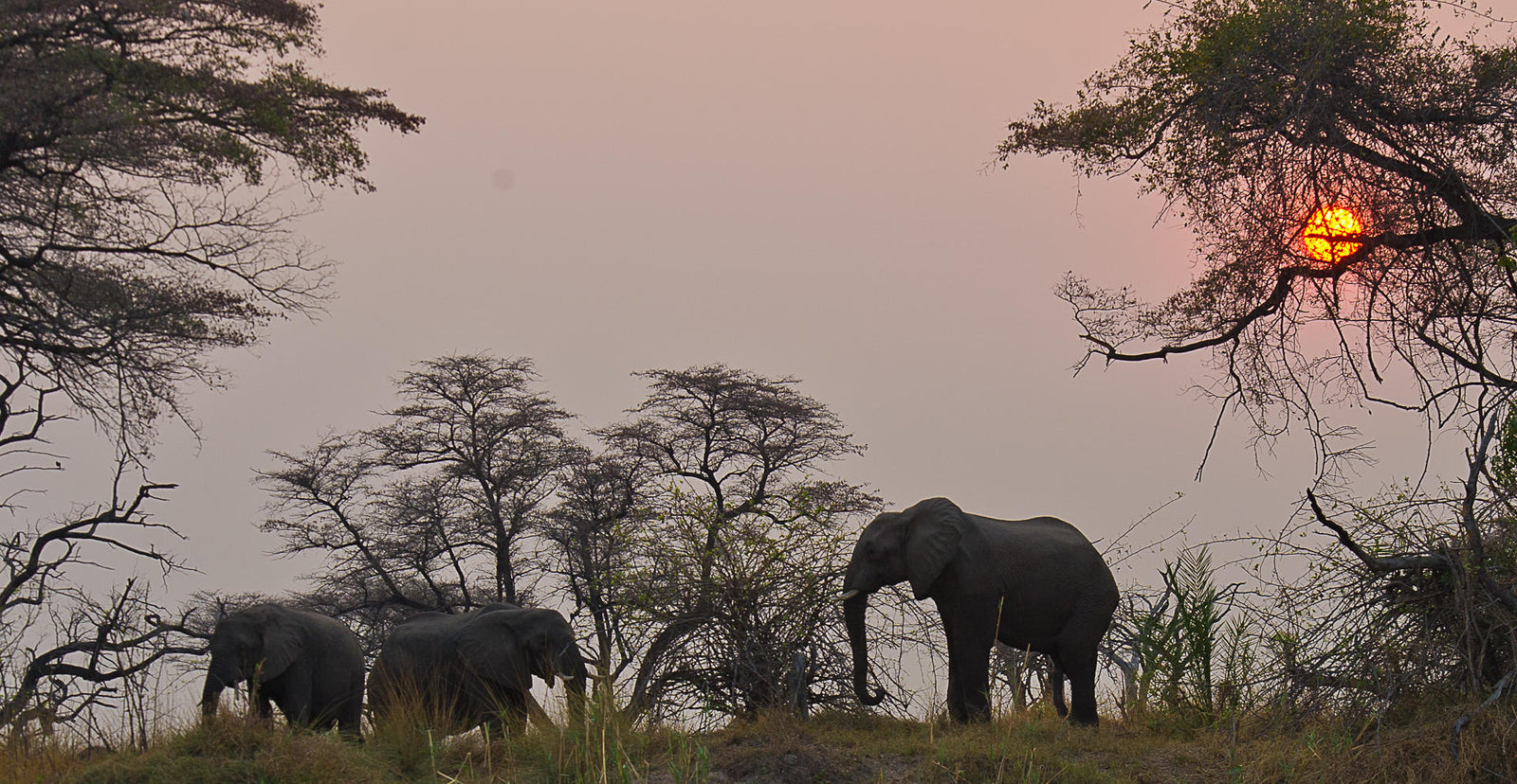 Morning or Afternoon Game Drive