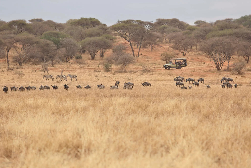 Oliver's Camp - Elephant viewing at Oliver's Camp, Tarangire National Park, Tanzania.