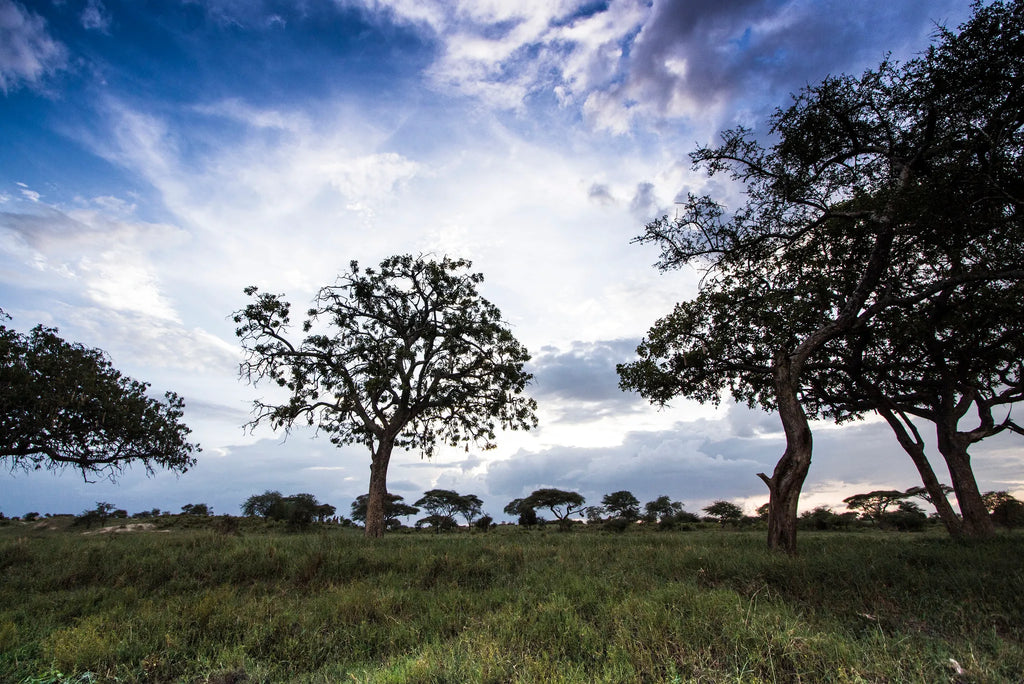 Oliver's Camp - Scenery at Oliver's Camp, Tarangire National Park, Tanzania.
