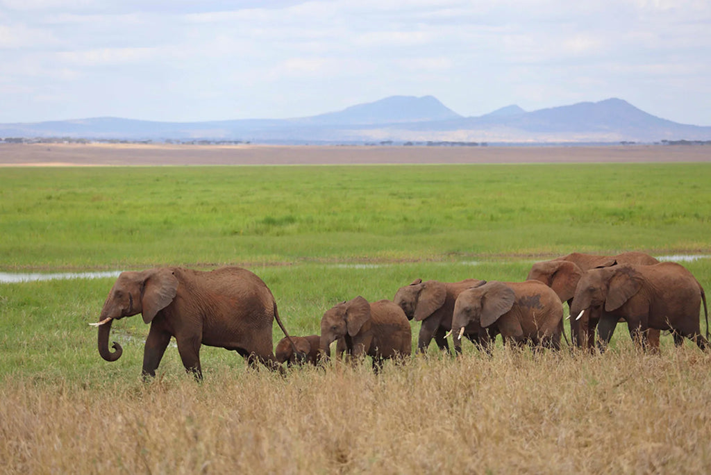 Oliver's - Elephant herd at Oliver's Camp, Tarangire National Park, Tanzania.