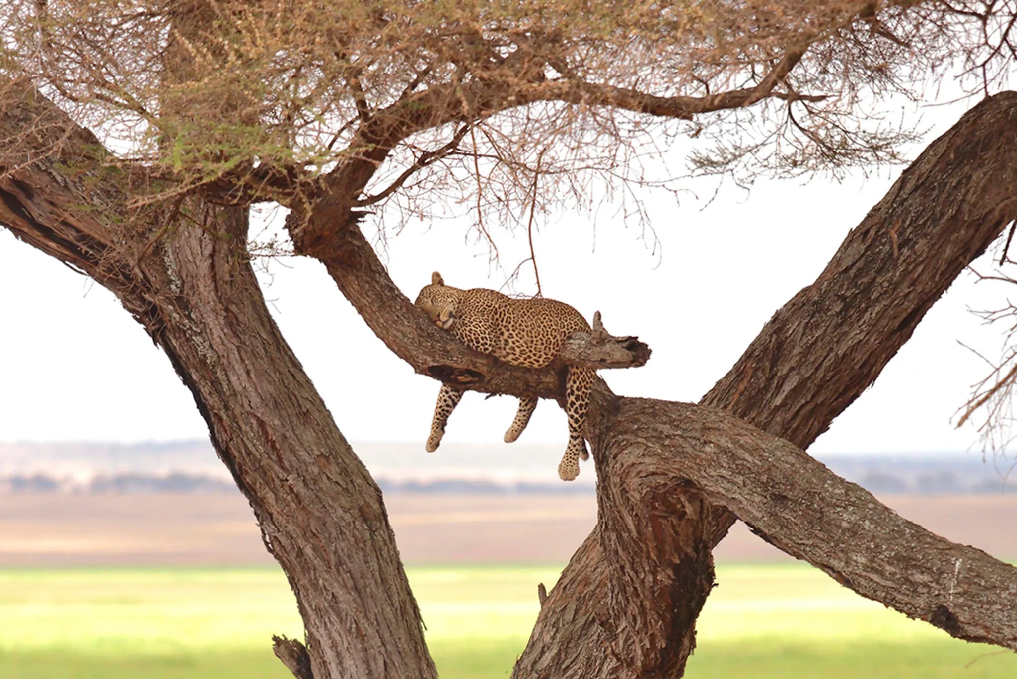 Oliver's - Leopard sleeping in a tree at Oliver's Camp, Tarangire National Park, Tanzania.