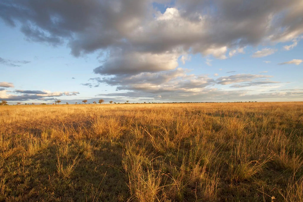 Oliver's - Scenic grass plains at Oliver's Camp, Tarangire National Park, Tanzania.