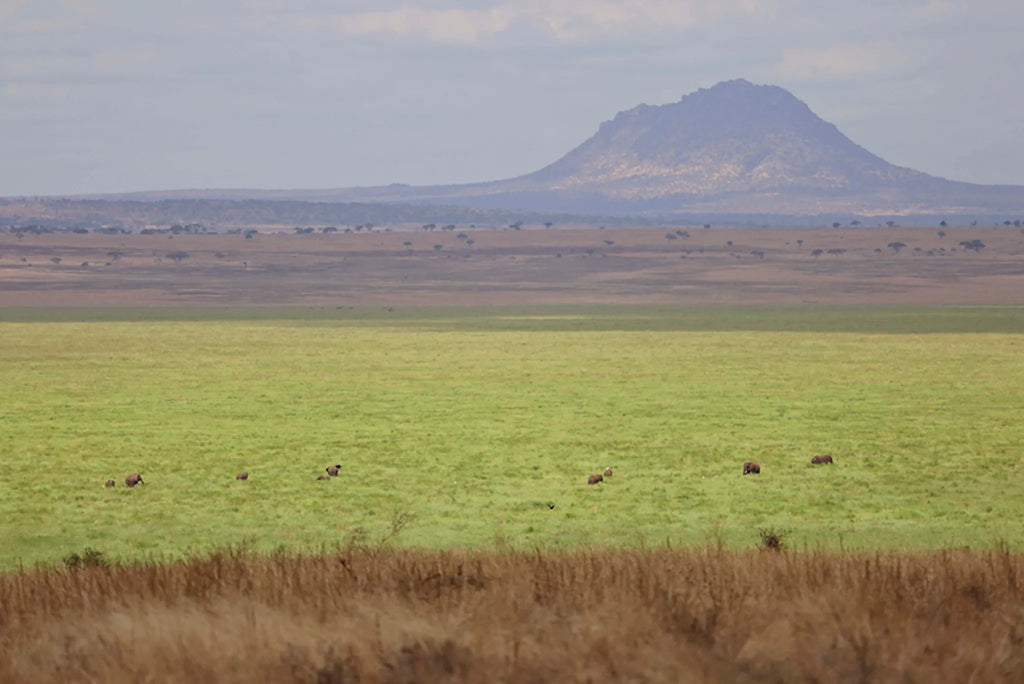 Oliver's - Views of Tarangire at Oliver's Camp, Tarangire National Park, Tanzania.