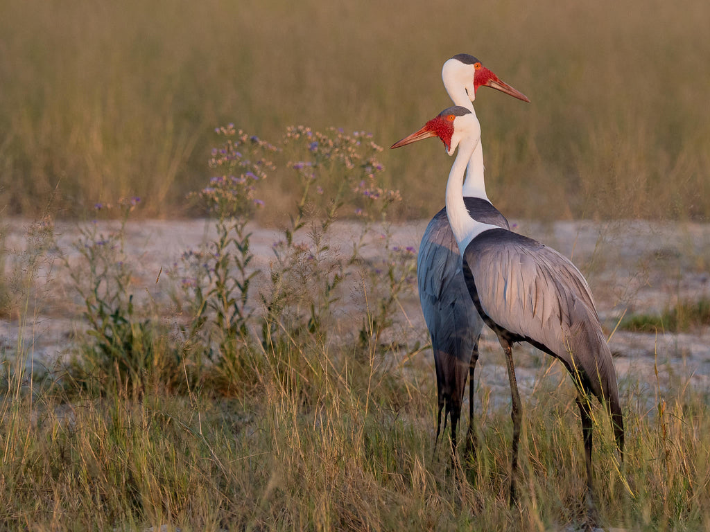 Wilderness Vumbura Plains – Birding gallery image 3