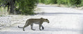 Etosha Game Drives gallery image 1