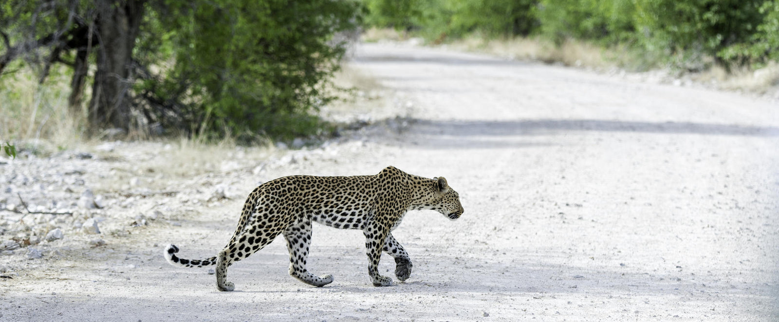 Etosha Game Drives