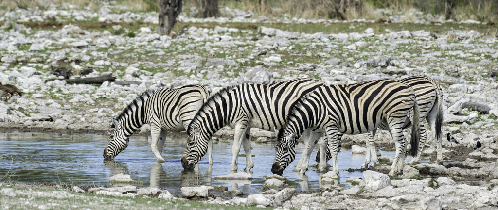 Etosha Game Drives gallery image 6