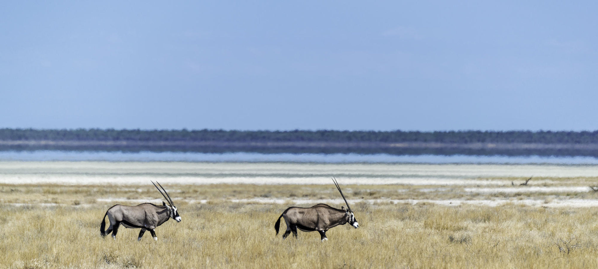 Etosha Game Drives gallery image 5