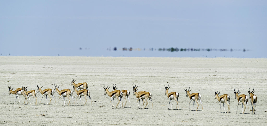 Etosha Game Drives gallery image 4